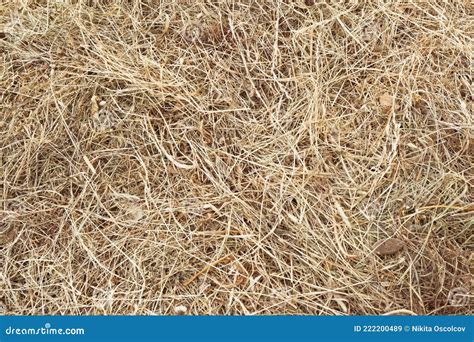 Hay Bale Texture Dry Textured Straw Background Golden Haystack In The