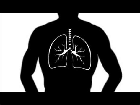 The control centre is the nucleus; New GCSE BBC Bitesize - Diffusion and Osmosis - YouTube