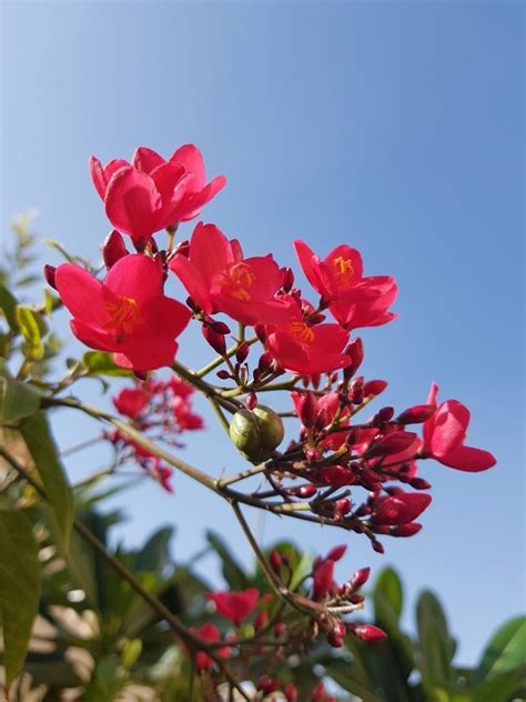 Pin by Ibrahim manna on manna | Plants, Garden, Manna