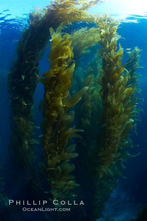 A Kelp Forest Macrocystis Pyrifera San Clemente Island California
