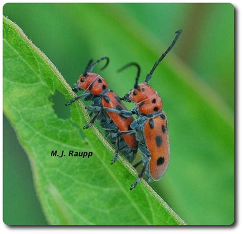 hooray for the red white and blue milkweed longhorned beetle tetraopes tetraophthalmus