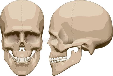 Human Skull Male Vector Illustration Stock Vector Illustration Of