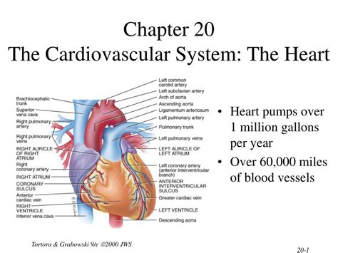 Ppt Chapter 20 The Cardiovascular System The Heart Powerpoint