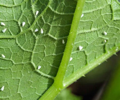 How To Get Rid Of Whiteflies On Plants The Contented Plant
