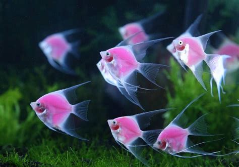 Angel Fish Underwater Creatures Underwater Life Ocean Creatures