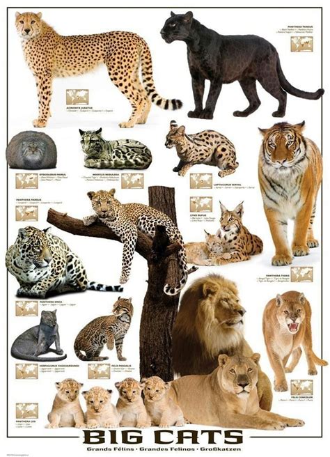Big Cats Poster Big Cats Art Wild Cats Cats And Kittens