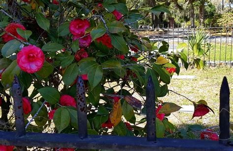 We would like to show you a description here but the site won't allow us. Camellias at Bonaventure Cemetery, Savannah, GA | Savannah ...