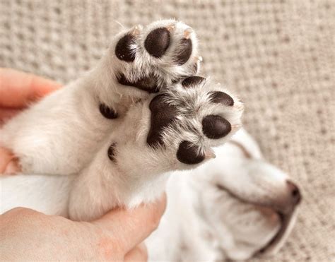 How Big Your Puppy Will Be By His Paws Petsoid