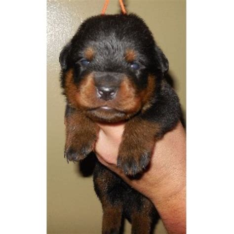 We temperament test every purebred german rottweiler puppy that leaves our kennel to ensure it's going to be the very best match for your home. Mackey Rottweilers, Rottweiler Breeder in Anaconda, Montana
