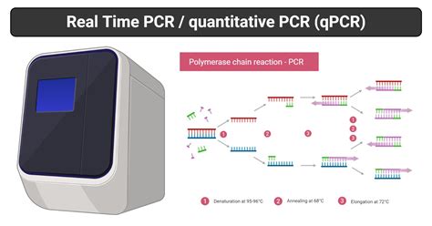 Real Time Pcr Principle Process Markers Advantages Uses Erofound