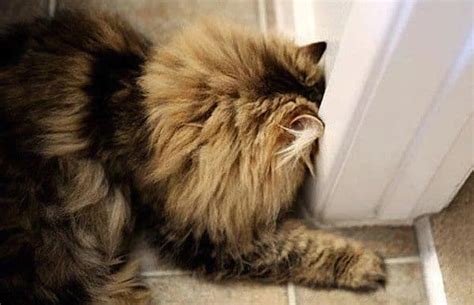 Download Facts You Need To Know About Head Pressing In Cats - Cat ...