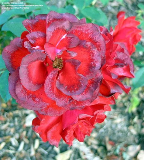 Plantfiles Pictures Cluster Flowered Rose Floribunda Rose Satchmo