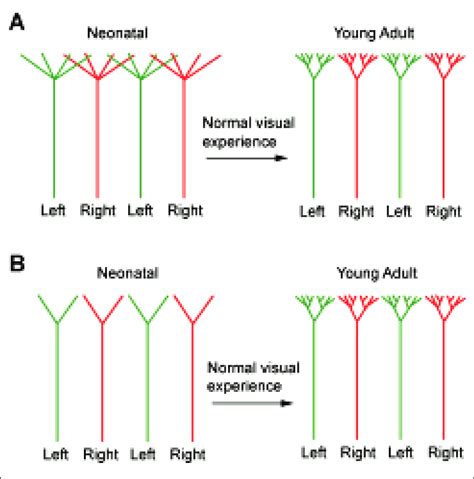 Two Distinct Models For The Development Of Ocular Dominance Columns In