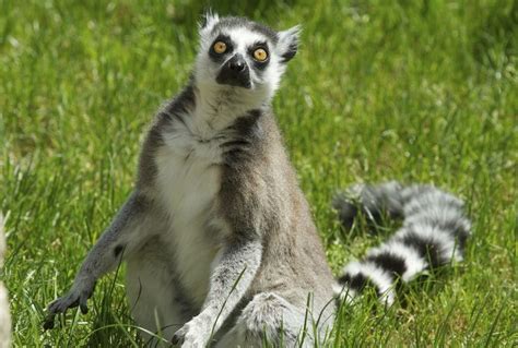 Lemur Result Image Animaux