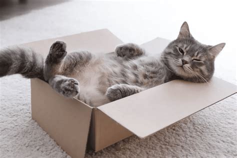 If I Fits I Sits Why Do Cats Love Boxes