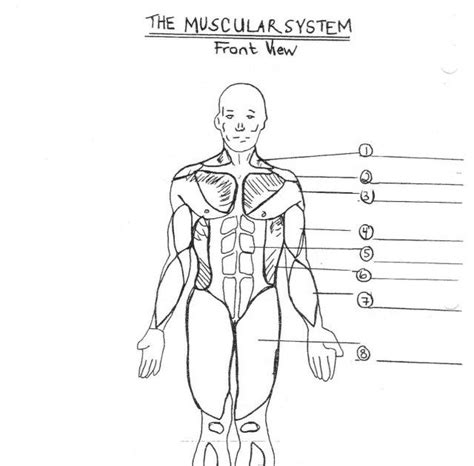 Terms in this set (51). Labelled Muscular System Front And Back - Muscle Diagram ...