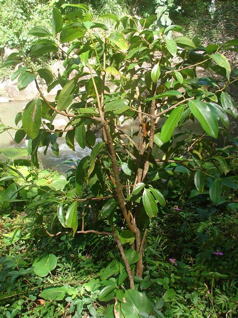 Polynesian Produce Stand Ceylon Cinnamon Tree Live Spice Tree Plant