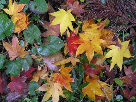 Autumn Leaf Color Wikipedia
