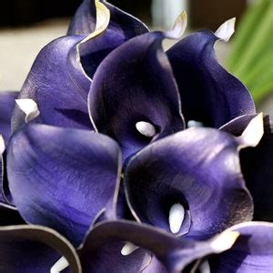 Fiveseasonstuff Stems Real Touch Dark Blue Violet Calla Etsy