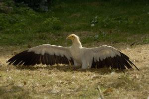 3 #lammergier vergiftigd op 1 locatie in provincie in granada #spanje, gespecialiseerd wildelife crime team alle gif uit omgeving verwijderd en heeft een verdachte geidentificeerd. Fauna