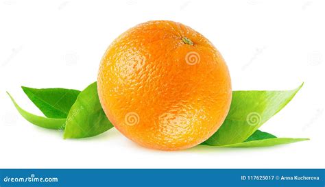 Isolated Orange On Leaves Stock Image Image Of Macro 117625017
