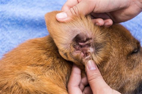 Otitis en el perro cómo saber si tiene una infección causas y tratamiento Micachorro net