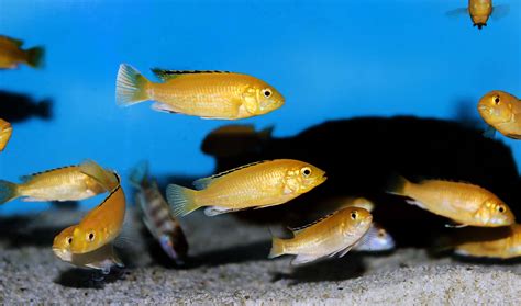 Mbuna Species Everything You Need To Know About This African Cichlid