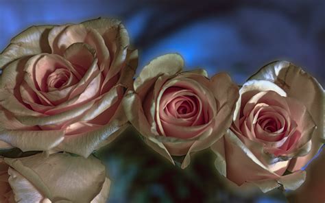 Pink Roses Free Stock Photo Public Domain Pictures