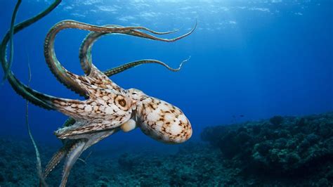 Scientists Confirm What We Already Secretly Knew Octopuses Are