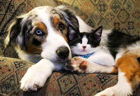 Unlikely Friendship Stray Cat And Dog Love Meow