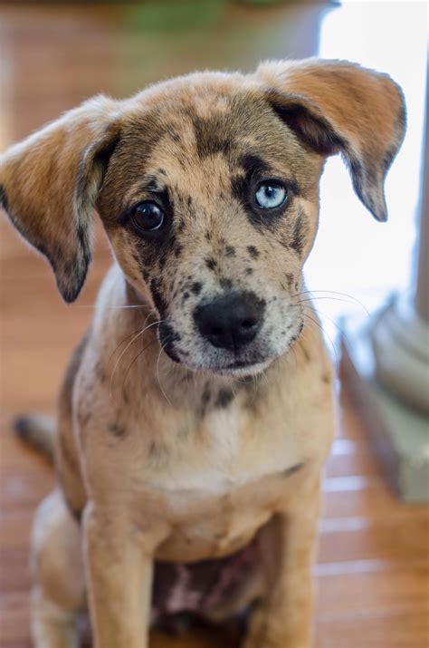 Pin By Paige Hansen On Zoey Catahoula Leopard Dog Puppies Dog Breeds
