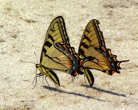 Synchronized Butterflies Photograph By Deborah Palmer Fine Art America