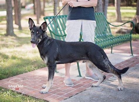 Owen Greater Houston German Shepherd Dog Rescue