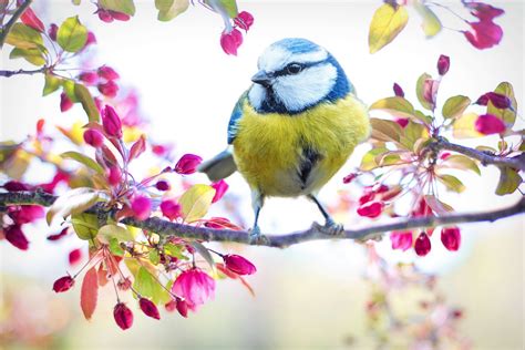 Bird Blue Branch Colorful Flowering Tree Nature Pink Spring
