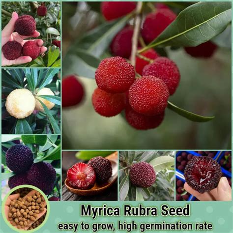 Fresh Seeds 20 Seedspack Myrica Rubra Seeds For Planting Mixed
