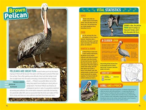 Buy National Geographic Kids Bird Guide Of North America Second