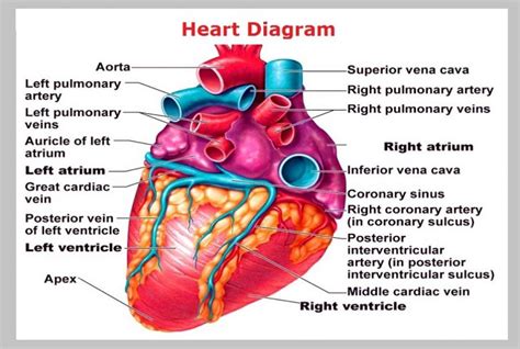Printable Heart Diagram 101 Diagrams