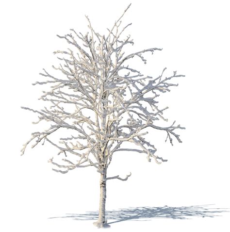 Leafless Winter Tree Covered With Snow Cut Out Trees And