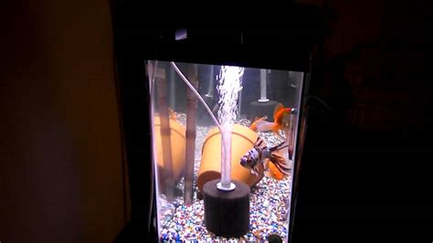 55 Gallon Goldfish Tank Youtube