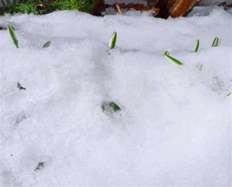 Printemps Neige Qui Fond Melting Snow Spring Nature Image