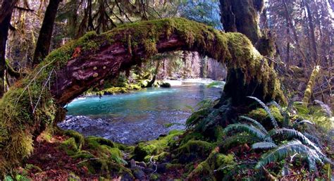 Hike The Enchanted Valley In Olympic National Park Pictures And Video