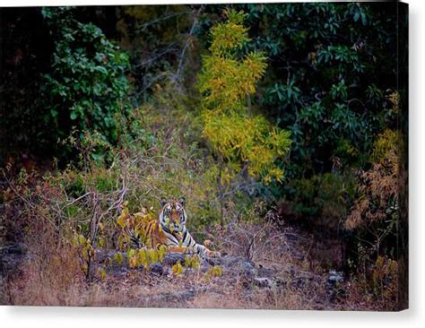 Tiger Bandhavgarh National Park India By Mint Images Art Wolfe