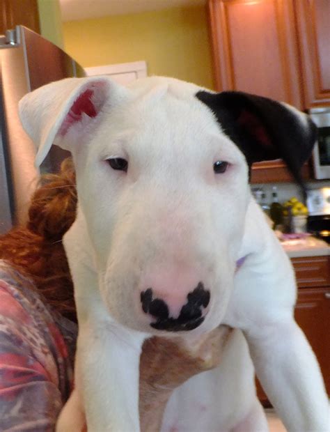 Advise On Ears — Strictly Bull Terriers