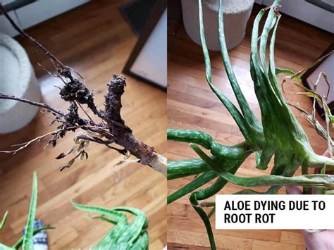 Aloe Dying And How To Revive It World Of Garden Plants