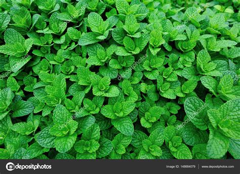 Green Mint Growing In Garden — Stock Photo © Lzf 148684079