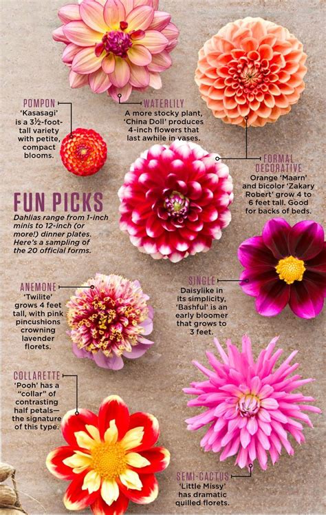How To Plant Grow And Care For Dahlias Flower Garden Plants Flower