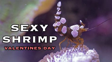 Sexy Shrimp Valentines Special Youtube