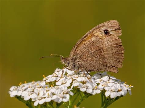 Meadow Brown Butterfly Flickr