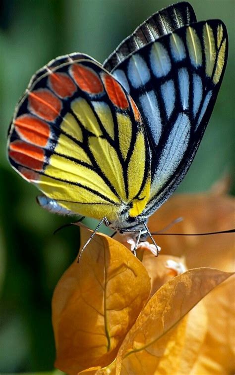 17 Best Images About Butterflies On Pinterest Scrapbook Kit