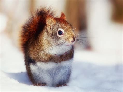 In Winter The Cute Little Squirrel Close Up Photography Wallpaper